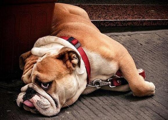 小狗不吃不喝光想趴着，小狗不吃不喝光想趴着鼻子干的（通常都会做这5件事）