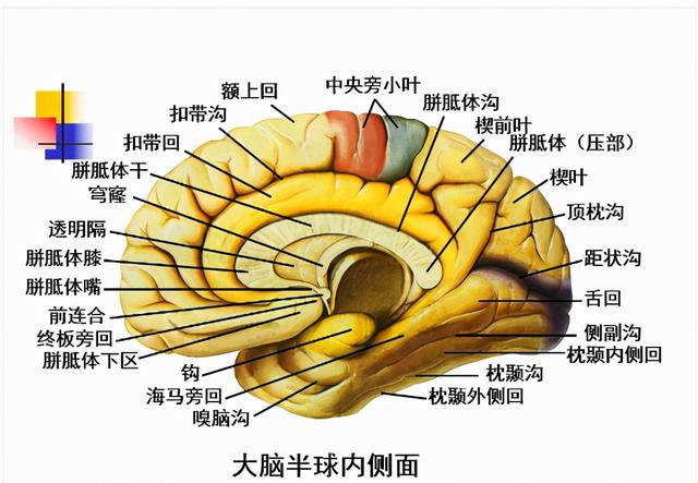 大脑杏仁体解剖图，高清大脑解剖图谱