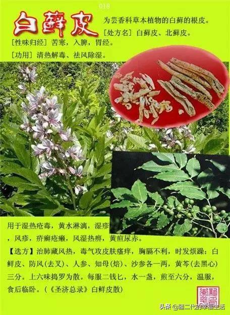 常见中草药图谱，中草药经典图谱（让你知道常用药都长啥样）