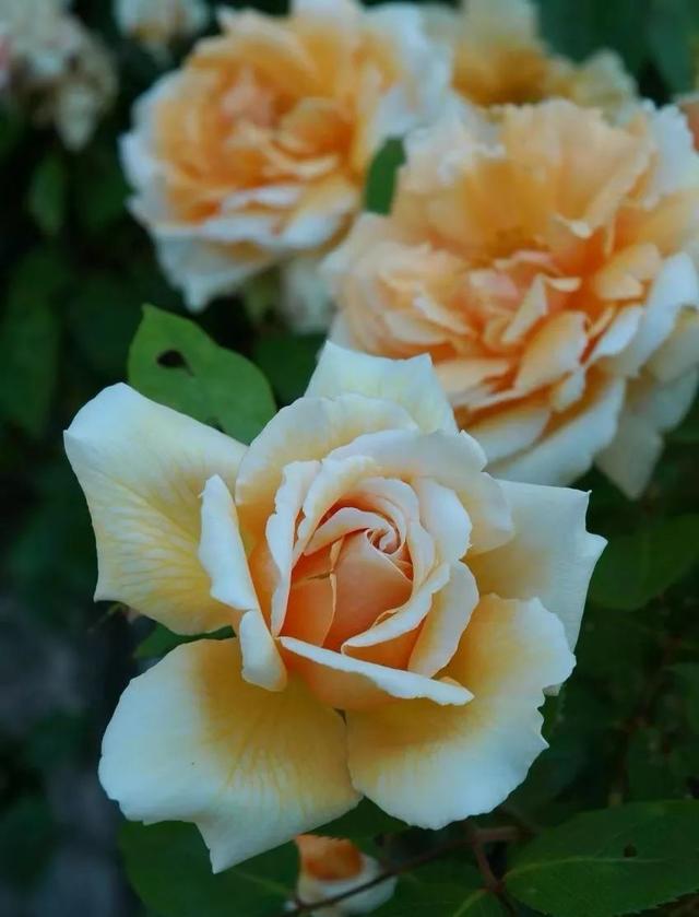 月季开花时间介绍。，月季开花时间介绍图片（不怕黄叶和感染病虫害）