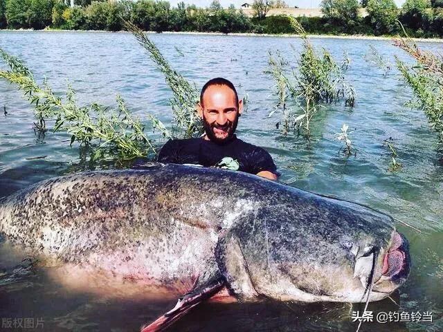 恒河风味家常鲶鱼做法，简单美味一看就会，厨房新手也能轻松上手！