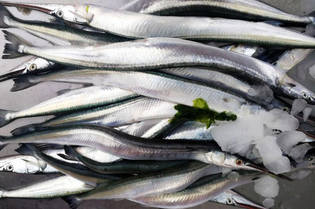 秋刀鱼的营养价值，秋刀鱼的营养价值是什么（人工无法养殖）