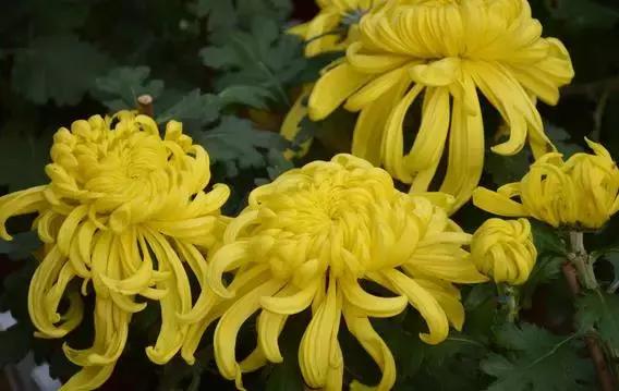 吸甲醛植物排名，室内植物盆景十大排名（为了家人健康转起来）