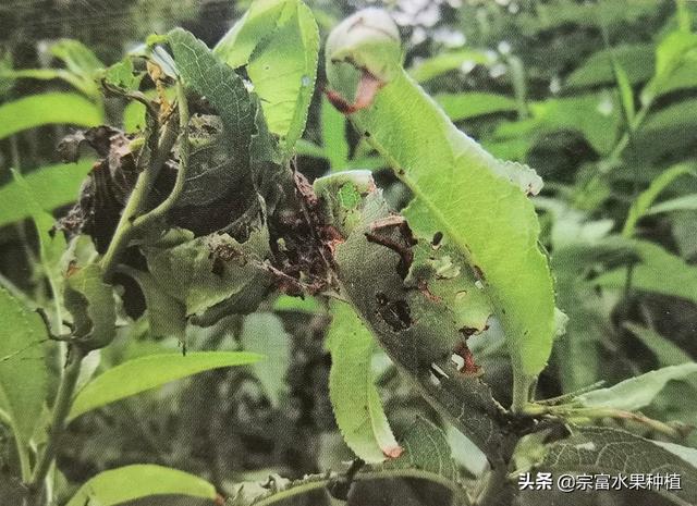 水果虫子到处飞怎么处理，水果虫子到处飞怎么处理视频（在果树叶片上看见有丝网与粪便）