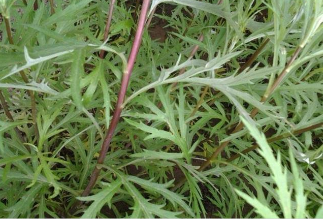 藜蒿叶子为什么不能吃，黎篙叶子可以吃吗（钙含量是牛奶的7倍）