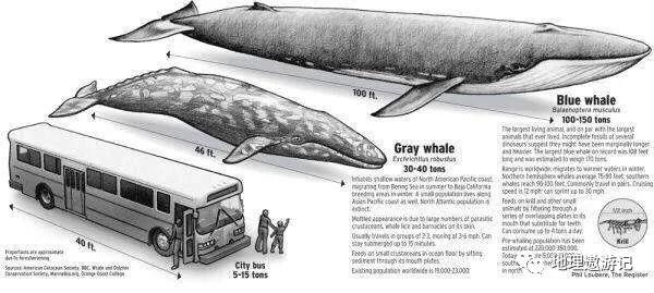 鲸鱼有哪些分类，鲸鱼有哪些分类和特点（鲸鱼的种类有哪些）