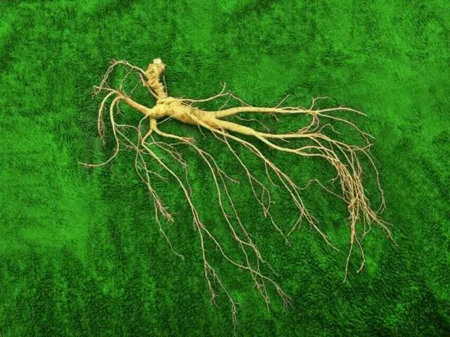 关东山在哪里，燕双鹰关东山在哪里（关东山“三件宝”“三大怪”如今还能找到几个）