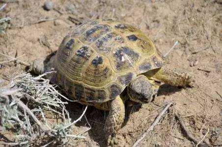 俄罗斯陆龟是什么龟，俄罗斯陆龟是什么龟类（又叫俄罗斯陆龟）