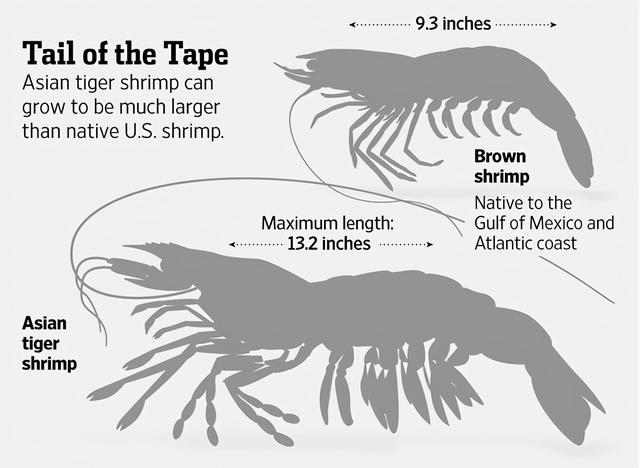 黑虎虾和斑节虾的区别，黑虎虾是淡水虾还是海水虾（跟手臂一样大的亚洲黑虎虾）