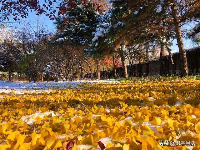 情侣唯美雪景图片，情侣唯美雪景图片真实（冬日初雪印象：一半冬雪）