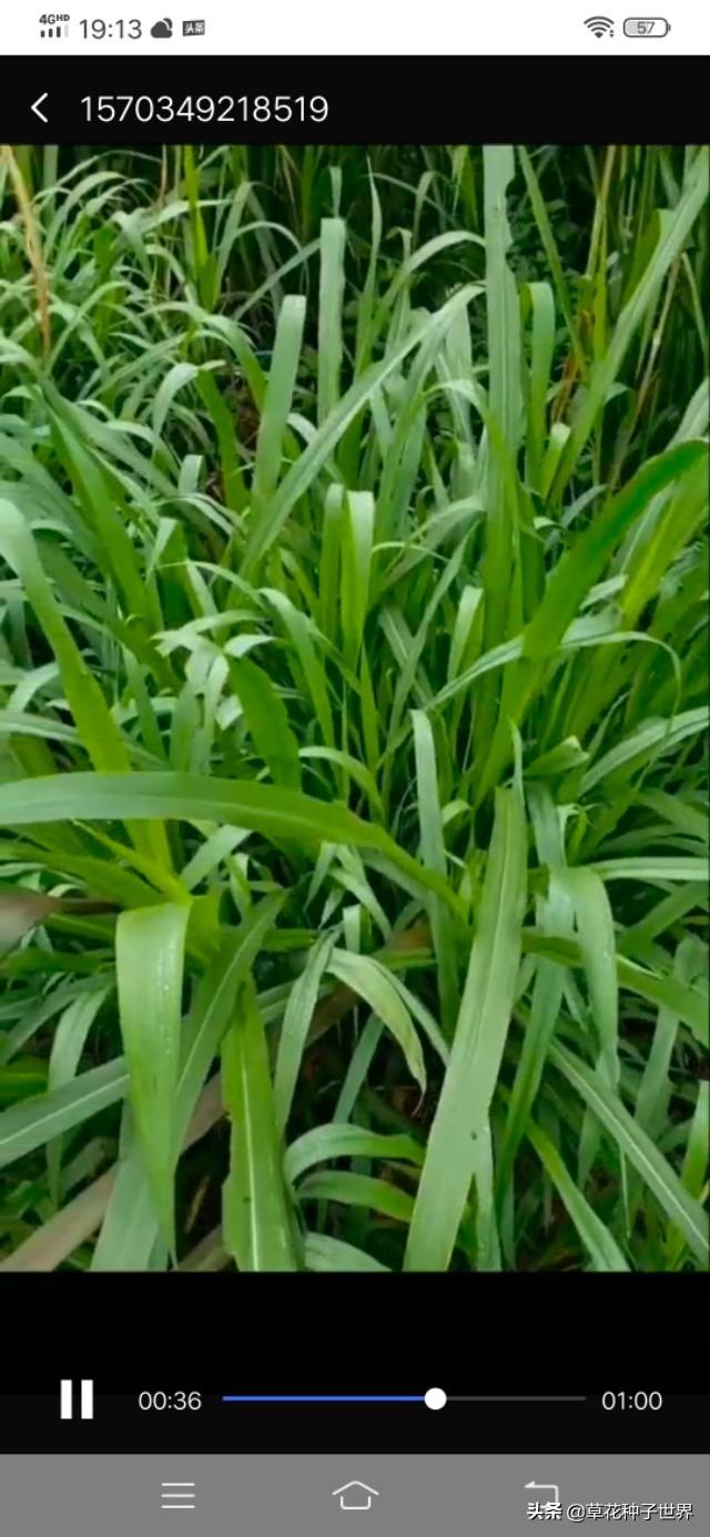 草籽冬天能种活吗，冬季草籽撒播方法（冬季养殖种黑麦草可以吗）