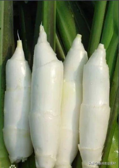 茭白是什么植物，茭白是什么（时令蔬菜 —— 茭白）
