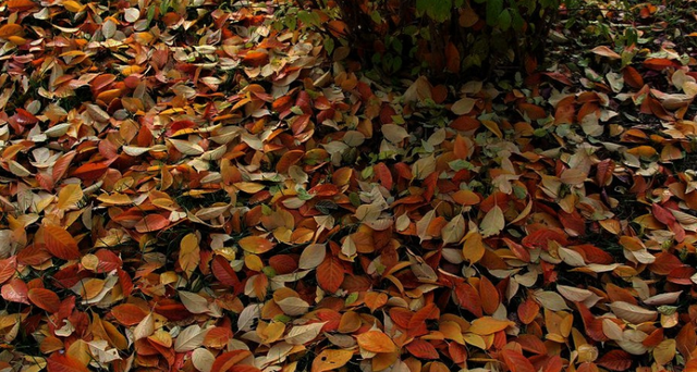 树叶的作用，白香树叶的作用（可以改善增肥土壤）