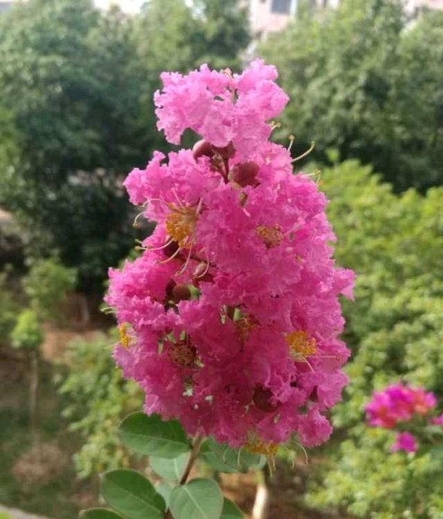 紫薇盆景怎么养，紫薇盆景怎么养出大根盘（夏秋繁花满树）