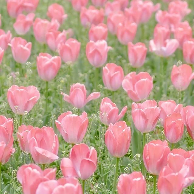 夏日背景图/,夏日背景图高清(超级适合夏天的朋友圈背景图)