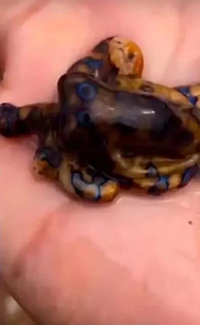 弟弟的惊喜400字作文，弟弟的作文怎么写（弟弟总是能给我一些惊喜）