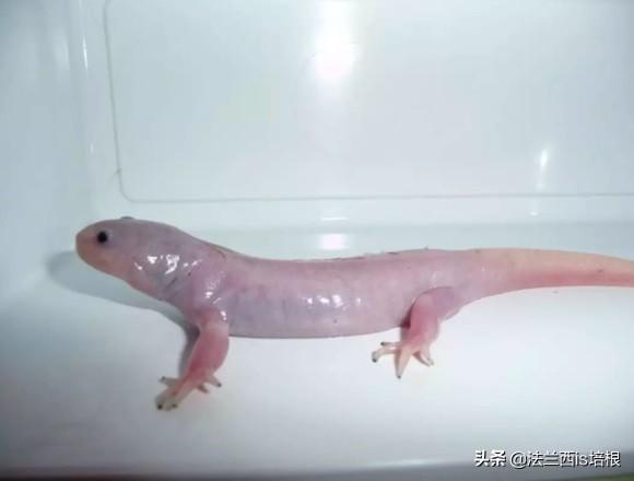 六角恐龙鱼学名叫什么，六角恐龙鱼又叫什么鱼（辟谣：六角恐龙终生幼态）