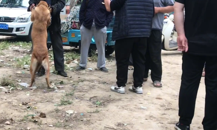 山东小马犬多少钱 山东马犬幼犬价格