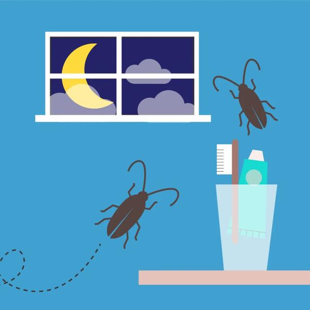 为什么有的蟑螂会飞有的不会，为啥有的蟑螂会飞（北方人永远不知道）