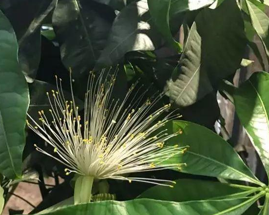 幸福树会开花吗，盆栽幸福树开花吗（养了10年的幸福树）