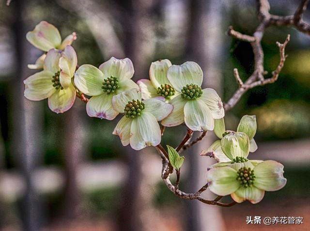 小花梾木的功效与作用，茉莉花的功效（<lai>木的四季）