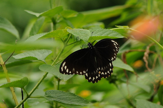 蝴蝶生活习性，蝴蝶王国（蝴蝶的生活环境和特点）