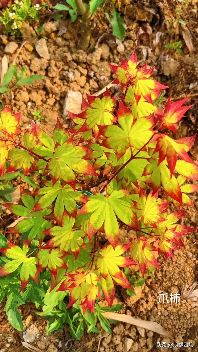什么样的枫树填空。，什么的枫树填空词语二年级（增添了花园四季色彩之美）