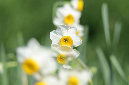 观音莲的花语，观音菩萨与莲花的寓意（守护你的小幸福）