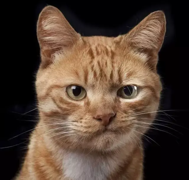 usl是什么意思，老态龙钟是什么意思（在公司混，不懂点统计学怎么行）