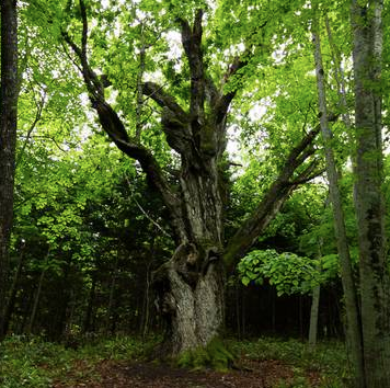 山崎威士忌为什么贵，世界上最著名的四大威士忌（为什么用过它的烈酒都身价飙升）