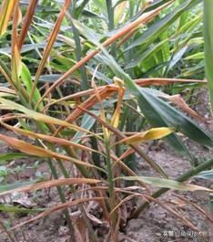 为什么我种的风姜叶子变黄了，姜叶为什么会变黄（可能是这些原因造成的）