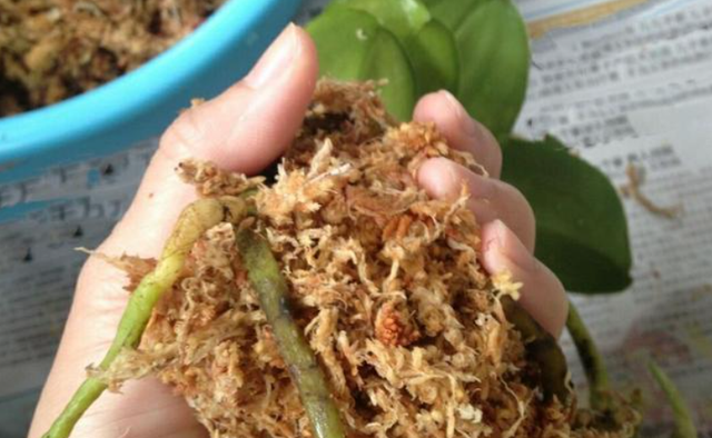 蝴蝶兰开完花怎么养，蝴蝶兰开完花要怎么养（蝴蝶兰开完花从来不扔掉）