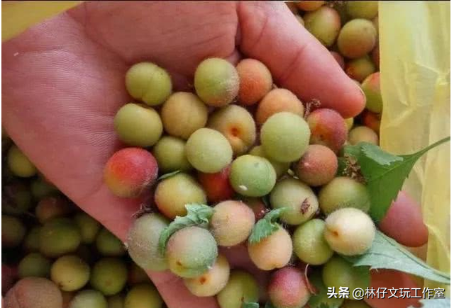 适合做手串的植物种子，适合做手串的植物种子是什么（这些路边捡的树籽儿串成手串）