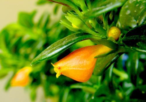 金鱼花的养殖方法和注意事项，金鱼花的养殖方法与注意事项（金鱼花的养殖方法及注意事项）