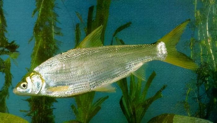 三叶唇鱼介绍，双唇鱼学名叫什么（鱼类：中国淡水鱼类图谱）