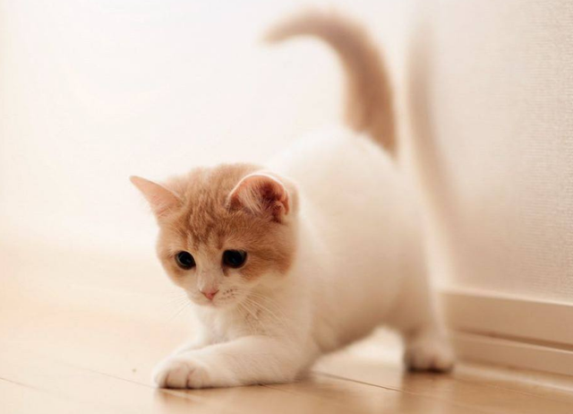 猫一岁相当于人的几岁，猫的一岁相当于人的几岁（附上最新年龄对照表）