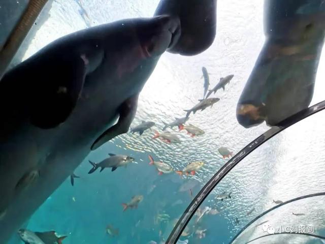 珠海长隆游玩攻略，珠海长隆游玩攻略图（带娃去珠海长隆该怎么玩）