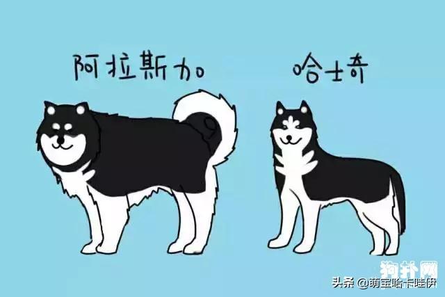 阿拉斯加犬和哈士奇，阿拉斯加犬跟哈士奇（阿拉斯加犬舍）
