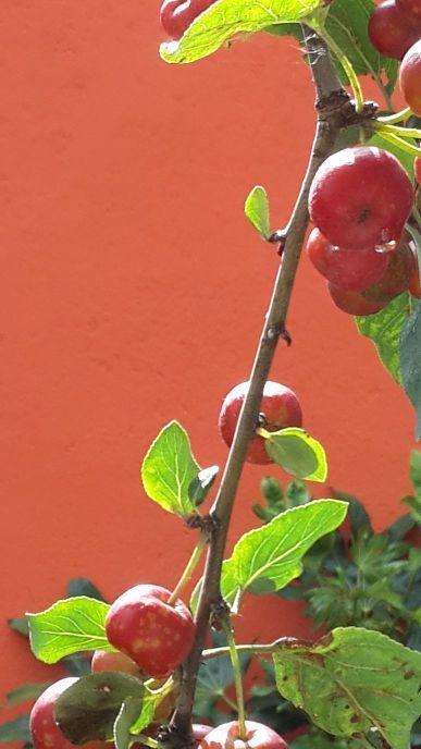 新鲜山楂的吃法，新鲜山楂的吃法和禁忌（山楂还可以这样吃）