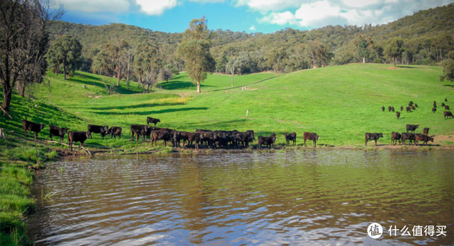 美国牛排 等级，买牛肉不要再上当了好吗