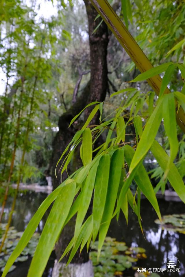 草本植物有哪些，你看到的竹子原来不是“树”（开花的草本植物有哪些）