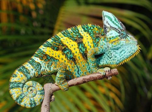 变色龙比喻什么样的人，变色龙比喻什么人（变色龙为什么能自由改变体色）