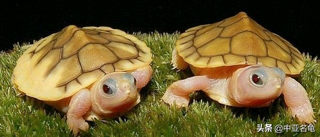 乌龟一般吃什么，家养的小乌龟一般吃什么（最全面的新手养龟攻略）