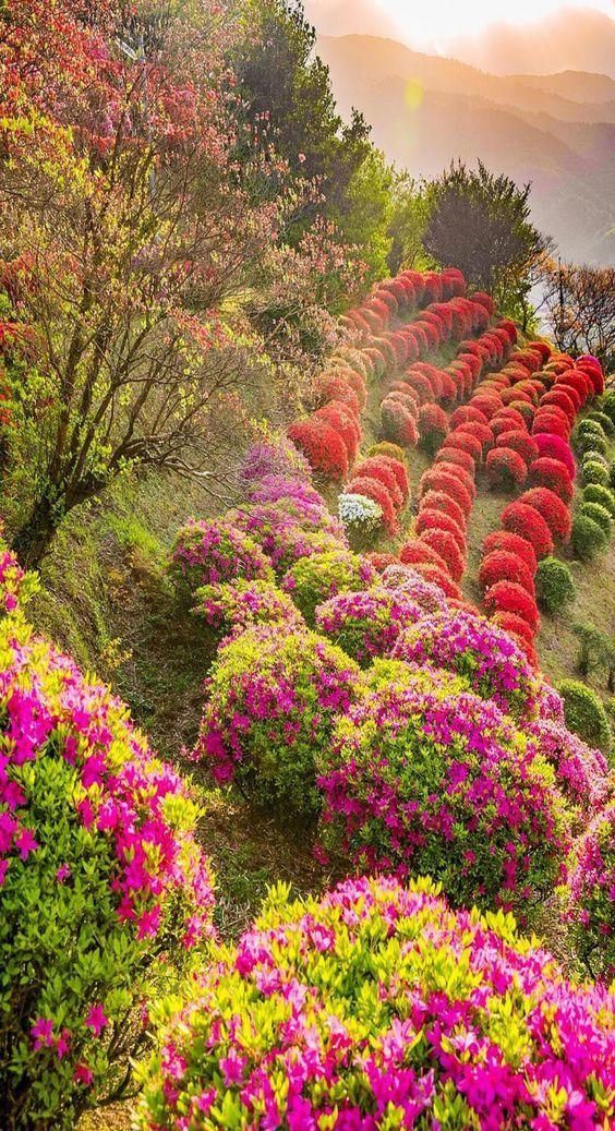 花景生多云讲什么，花景生（漫山遍野的鲜花，满眼春光）
