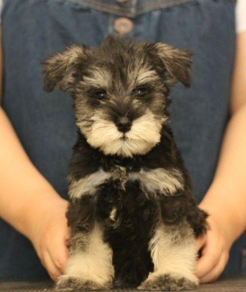 宠物狗品种图片大全，宠物狗的品种（常见宠物狗大全：品种）