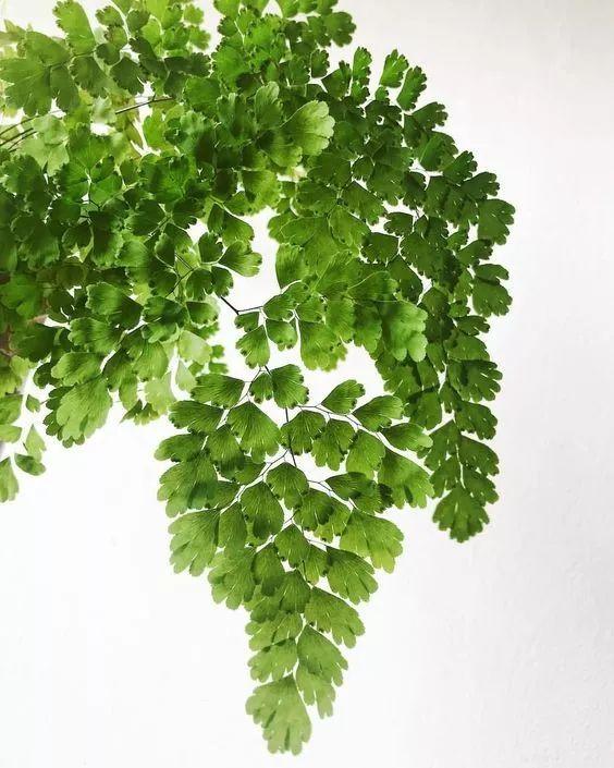 雪柳花语，雪柳花语殊胜什么意思（选对了叶材，鲜花靠边站）