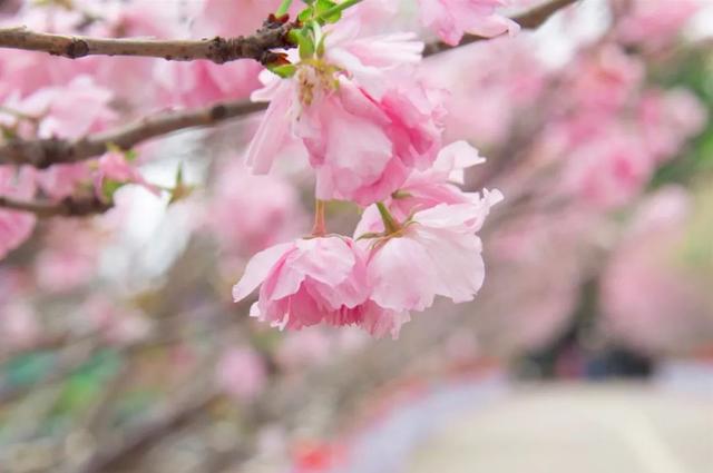 花柄花梗茎的区别，花梗和花茎的区别（一树一树的花花花花花花开）
