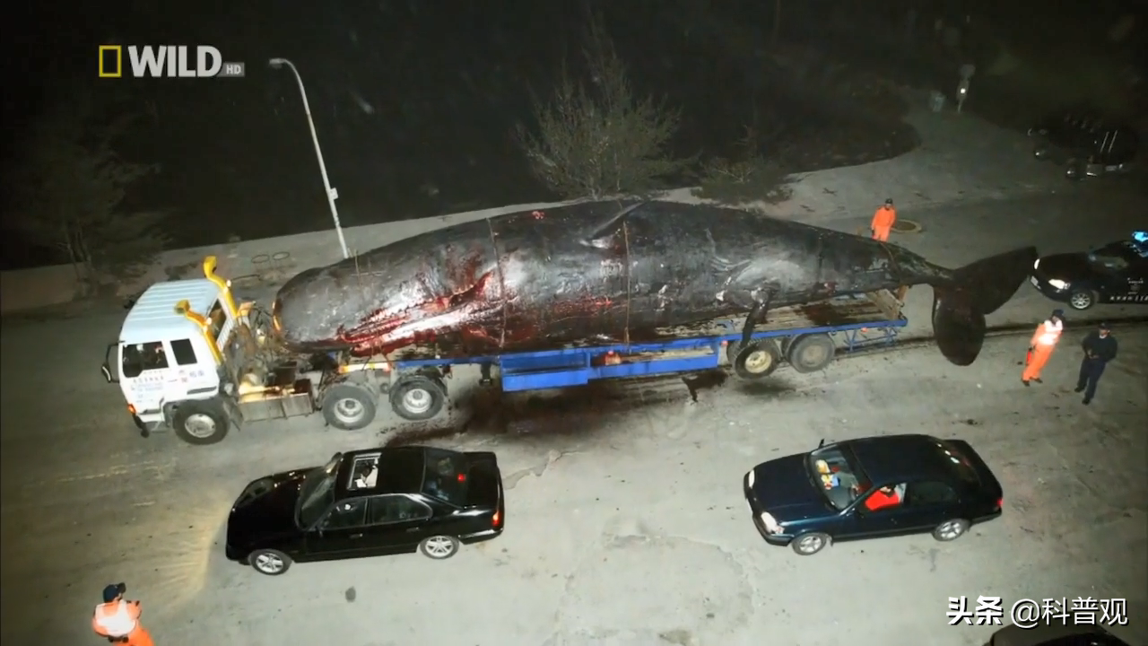 轰动世界的台湾鲸爆事件!