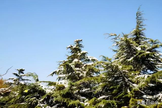 地被植物，常绿植物、地被及其他篇（地被植物名词解释）