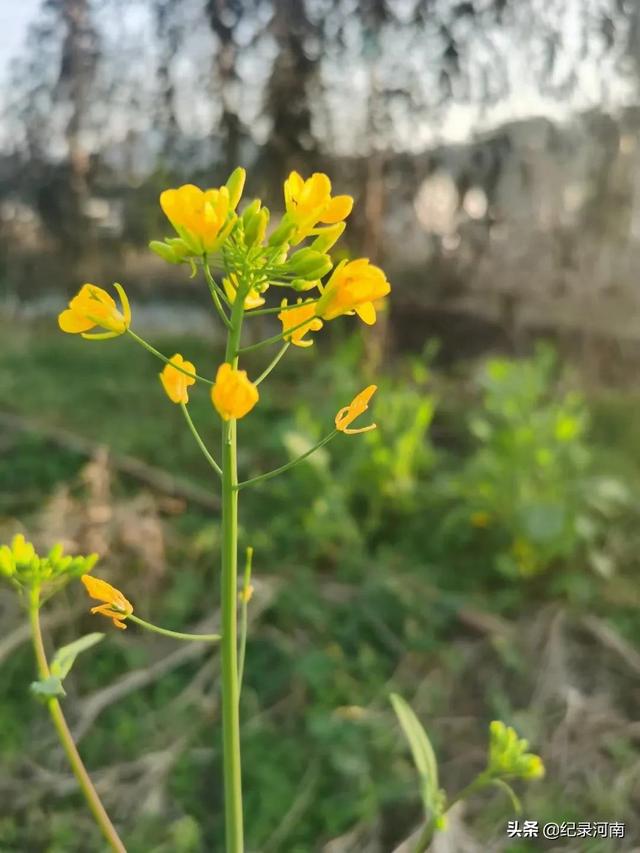 婺源油菜花什么时候开，婺源油菜花几月份开花（2021年婺源的油菜花最佳观赏期大概是3月10号到4月清明节）